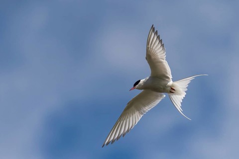 Arctic tern