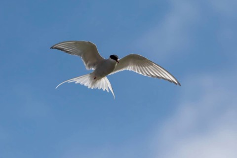 Arctic tern