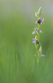 Bee orchid