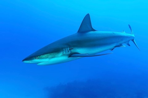 Blacktip shark