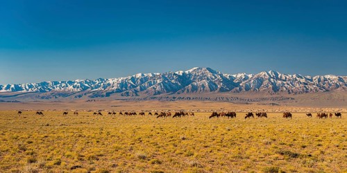 Herd of camels