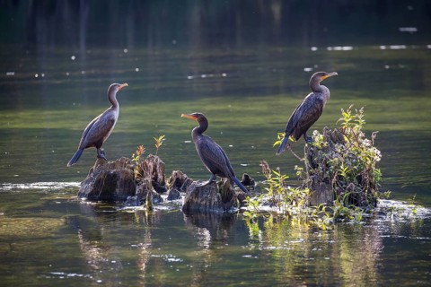 Three Double-crested cormorants