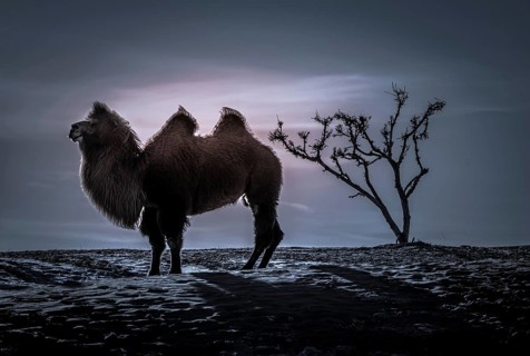 Bactrian camel