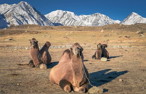 Camels lying on the ground