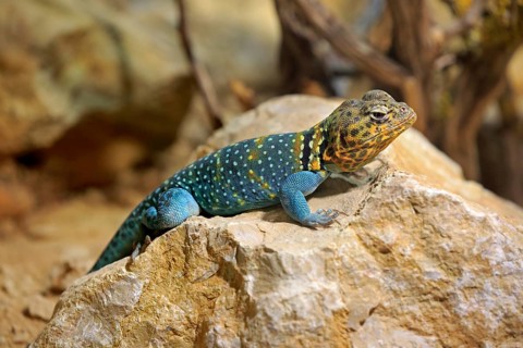 Common collared lizard