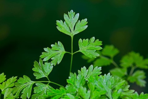 Garden chervil