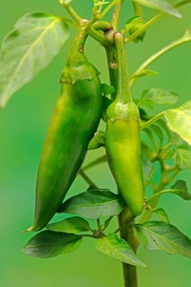 Paprika