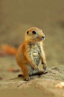 Black-tailed Prairie Dog