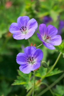 Himalayan crane's-bill