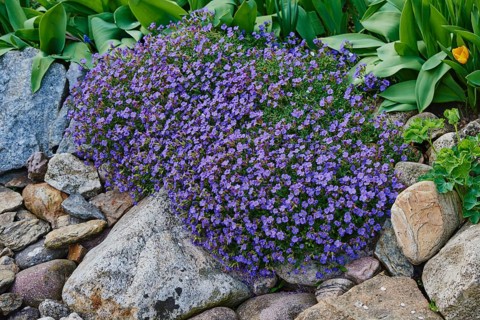 Large-flowered aubrieta