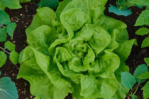 Lettuce