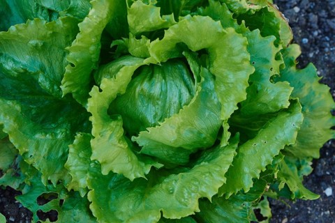 Iceberg lettuce