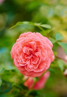 Hybrid Tea Rose 'Fragrant Cloud' blooming in a garden