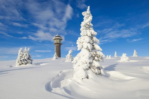 Snow-covered fir trees with Feldberg tower