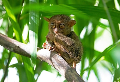 Philippine tarsier