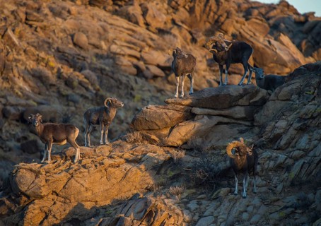 Herd with Mongolian Bighorn sheep