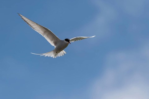 Arctic tern
