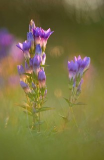 Willow Gentian