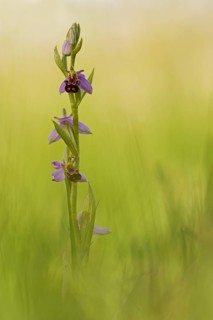 Bee orchid
