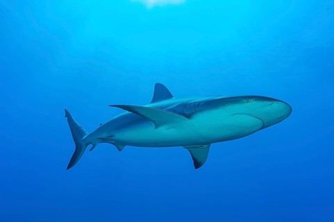 Blacktip shark