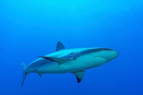 Blacktip shark