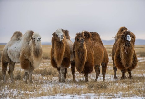 Four Bactrian camels