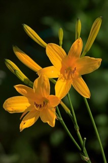Yellow daylily
