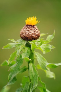 Globe knapweed