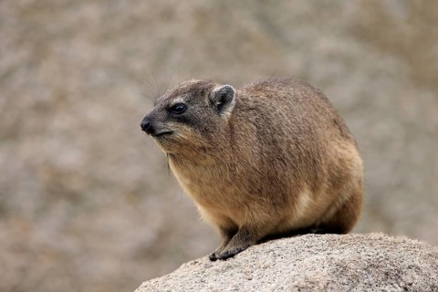 Cape hyrax