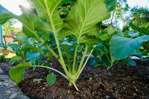 Cabbage turnip