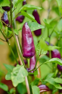 Chili pepper
