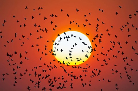Flock of birds flying in front of setting sun