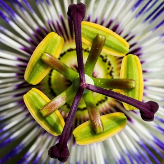 Blue passion flower