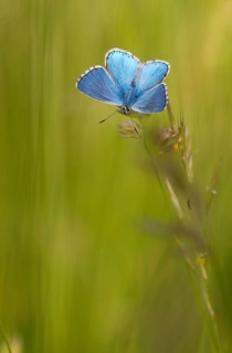 Gossamer winged butterfly