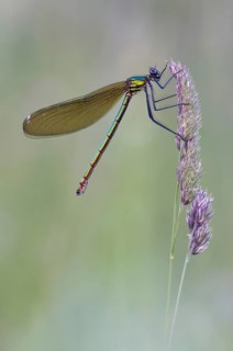 Beautiful demoiselle