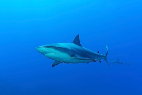 Blacktip shark