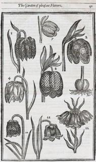Snake's head fritillaries