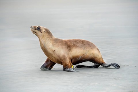 New Zealand sea lion