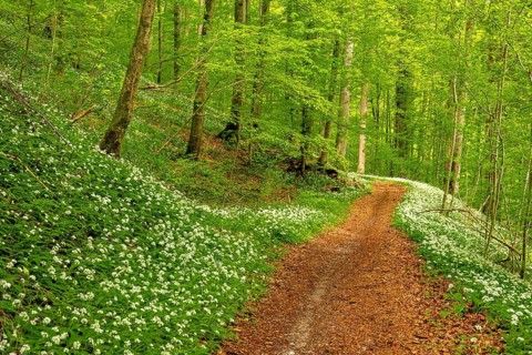 Hiking trail through Common beeches forest