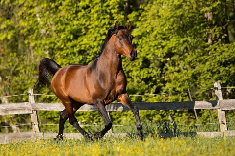 Brown thoroughbred Arabian stallion on the pasture in spring