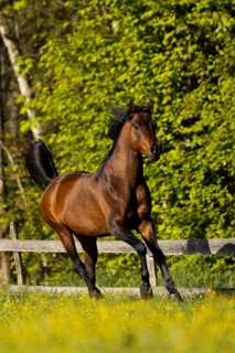Brown thoroughbred Arabian stallion on the pasture in spring