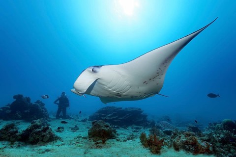 Diver observes reef manta ray