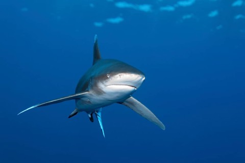 Oceanic whitetip shark