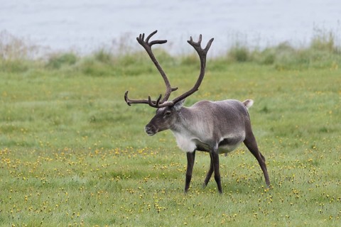 Reindeer