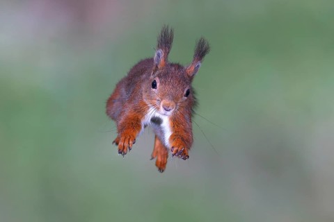 Eurasian red squirrel
