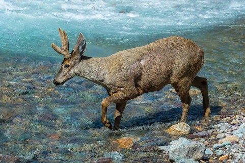 Male South Andean Deer