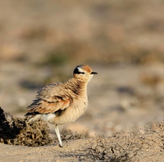 Puffed up racing bird
