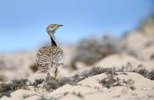 Houbara bustardmales