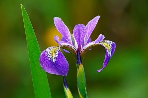 Iris versicolor