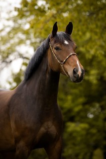 Portrait of a brown Holstein mare with halter